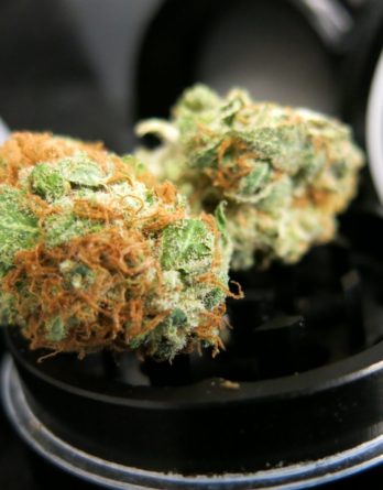 Buy Bubble Gum weed online-bubble gum weed for sale-medical cannabis for cancer