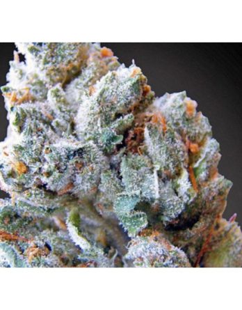 Buy Blueberry Kush online-blackberry kush for sale-order weeds without card online-medical cannabis maryland