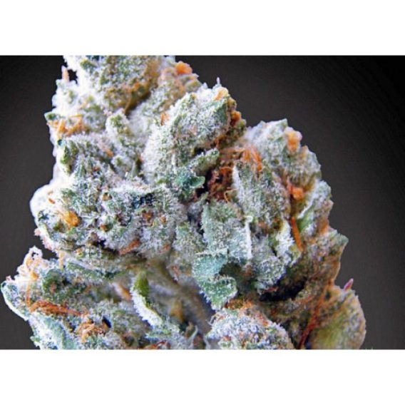 Buy Blueberry Kush online-blackberry kush for sale-order weeds without card online-medical cannabis maryland