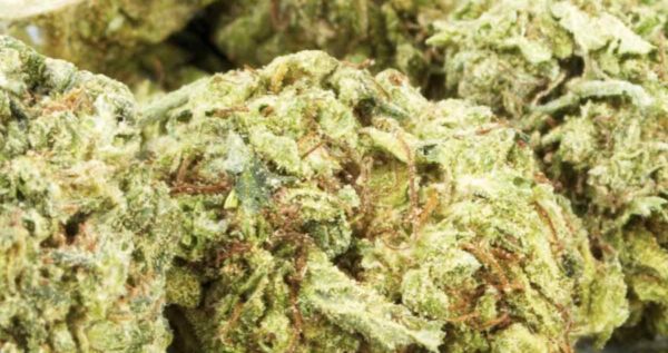 Colorado online dispensary shipping worldwide | Buy weed Online