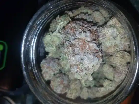 medical cannabis dispensary